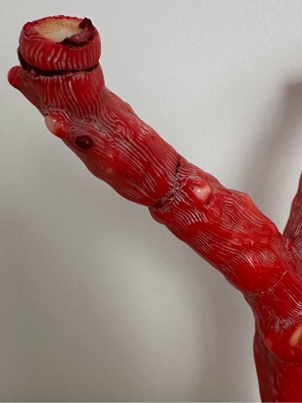Large Coral Branch - Picture 9 of 16